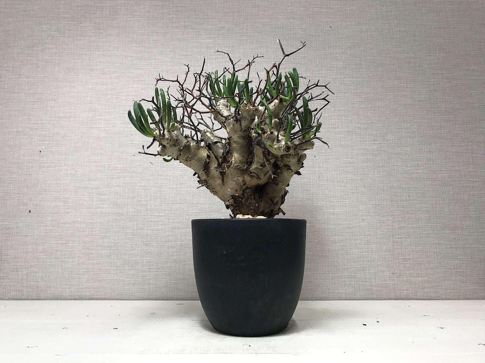 チレコドン レティキュラータス 万物想