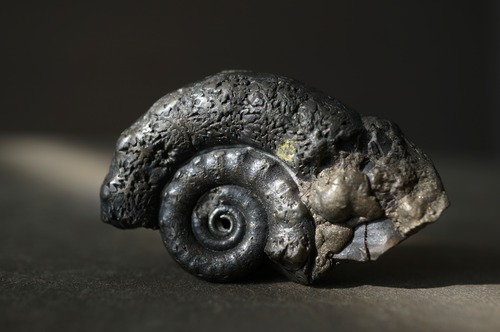 イギリス産黄鉄鉱化アンモナイト  Pyritized Ammonite 2311