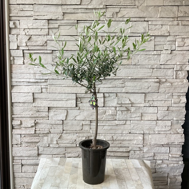 オリーブの木 橋本種苗園