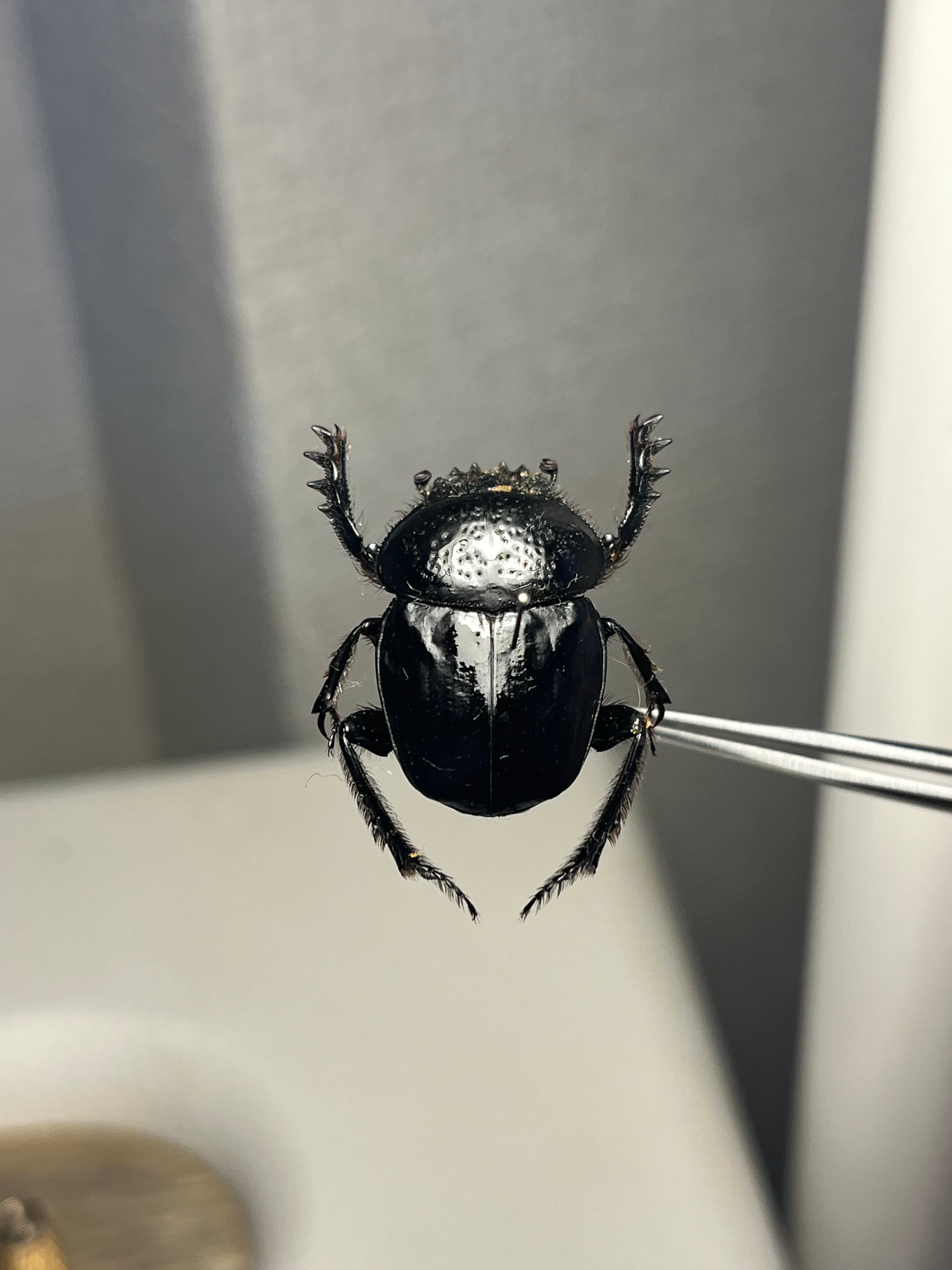 ファーブル昆虫記に登場するスカラベ 標本Scarabaeus Semipunctatus