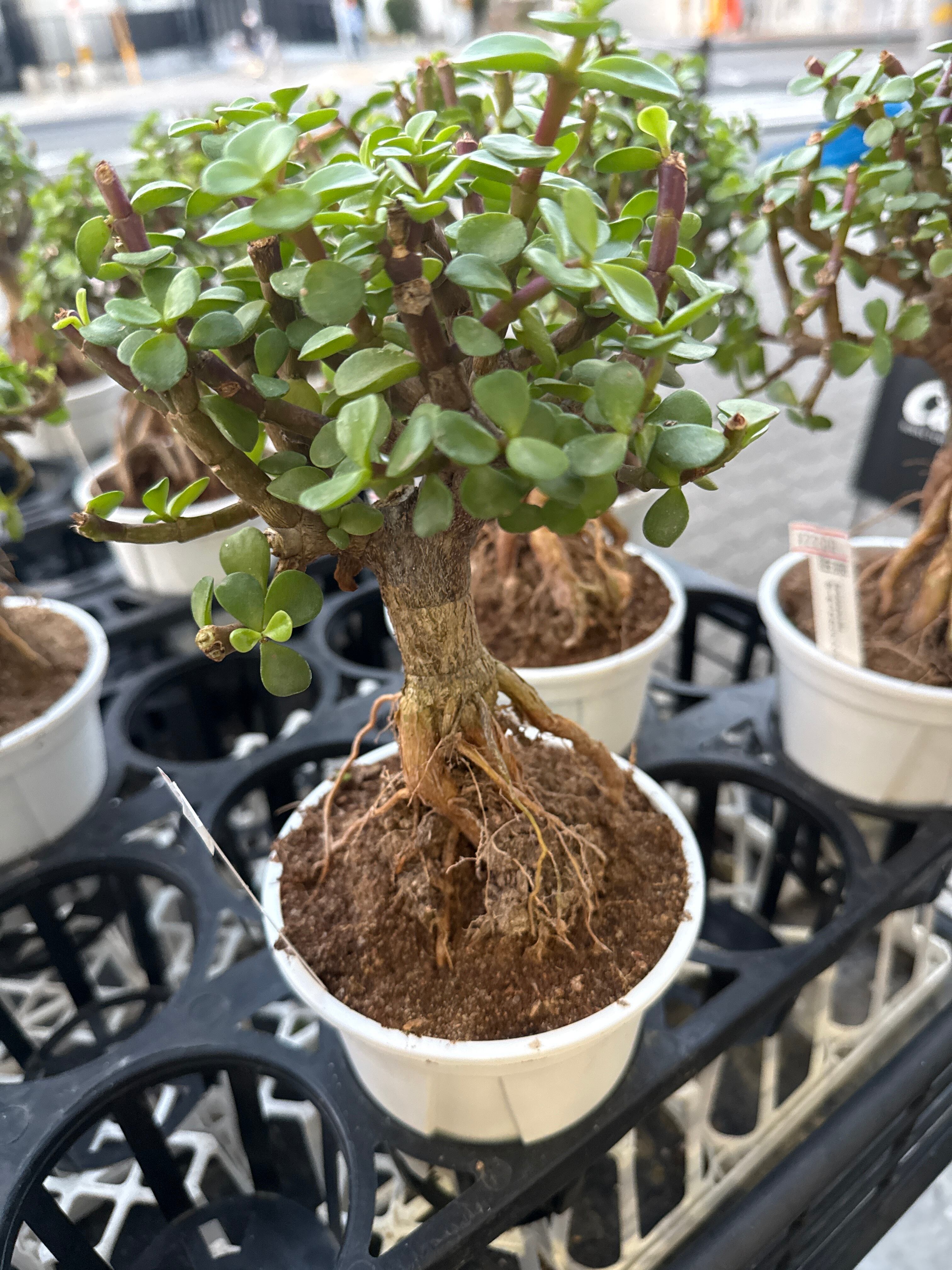 ポーチュラカリア アフラ | Gardenえん 【観葉熱帯植物】