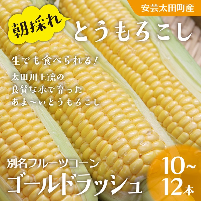 【送料半額】朝採れとうもろこし１０本～１２本（ゴールドラッシュ）《お中元・夏ギフトに》