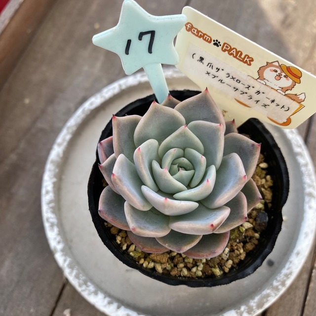 17..farmpalk交配種