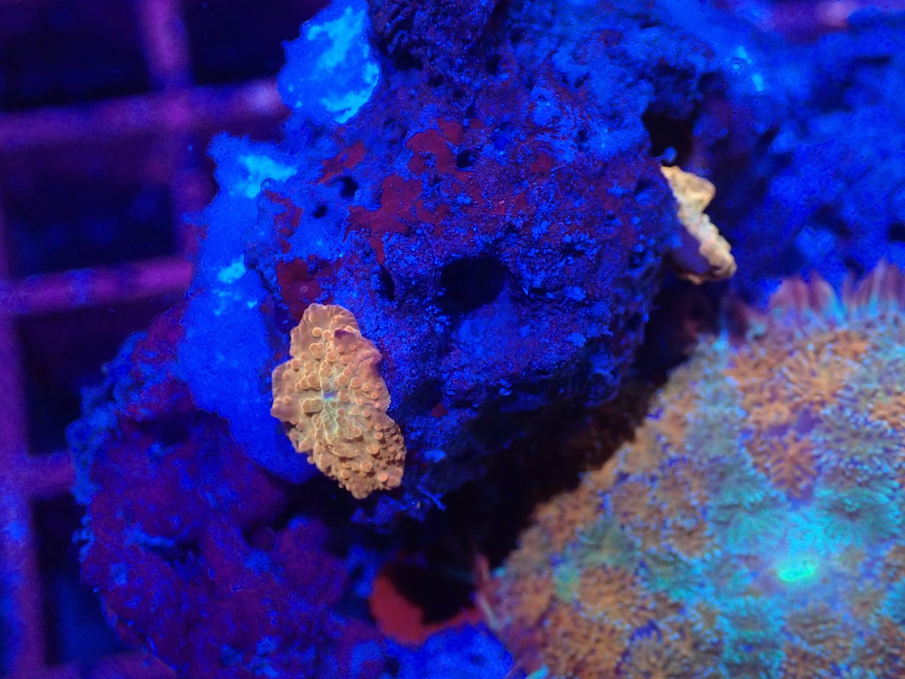 【現地買付】厳選セレクト Rhodactis Premium FairyDisco