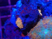 【現地買付】厳選セレクト Rhodactis Premium FairyDisco