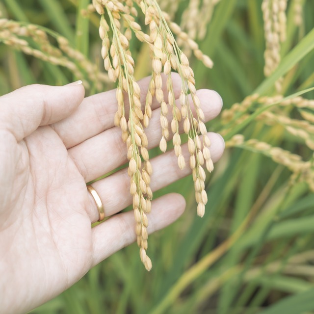 [お試しサイズ]   奈良県産 ヒノヒカリ 玄米2kg
