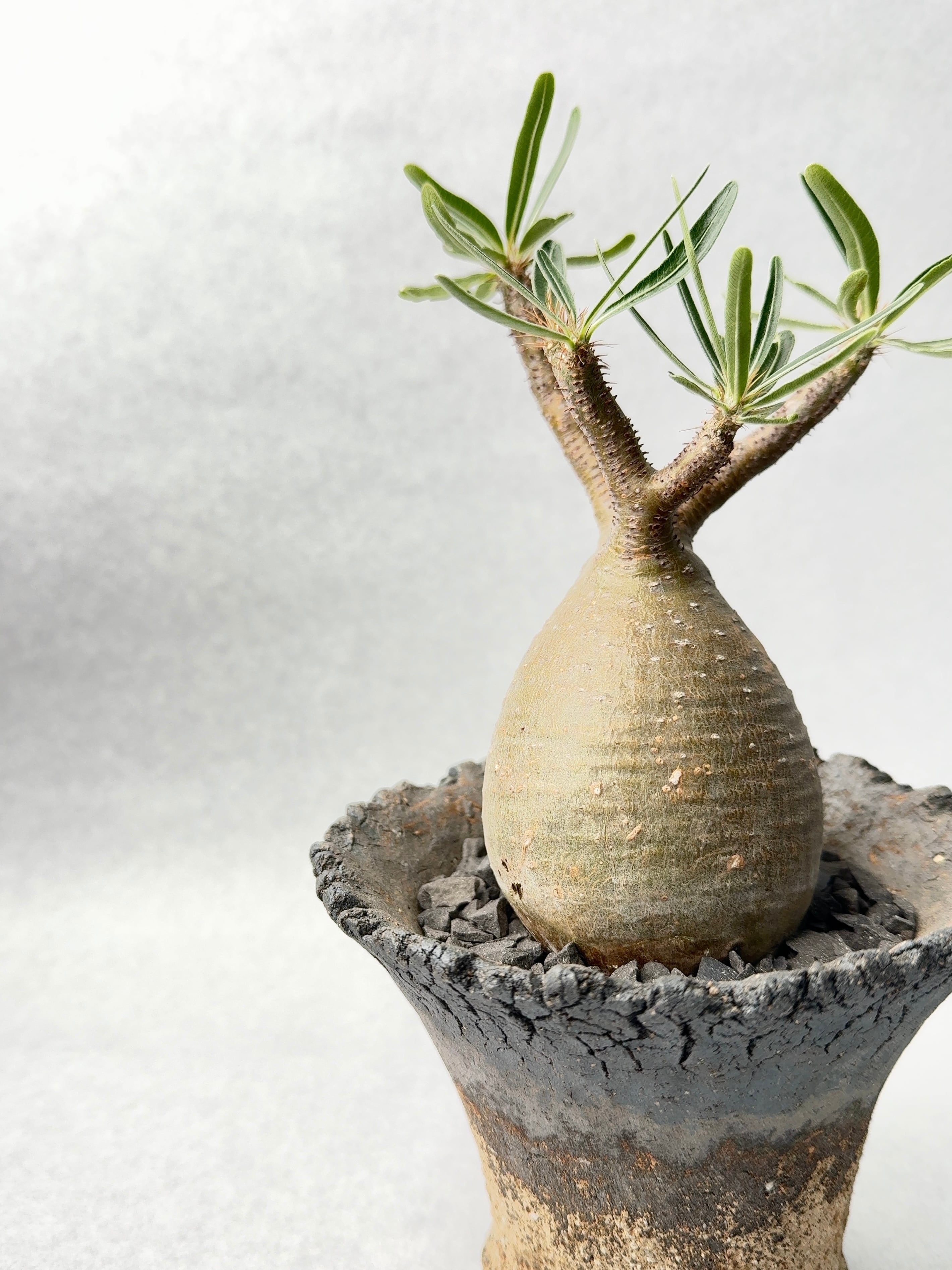 パキポディウム・グラキリス