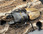 【WD】《カステルナウディツヤクワガタ 72mm ペア》