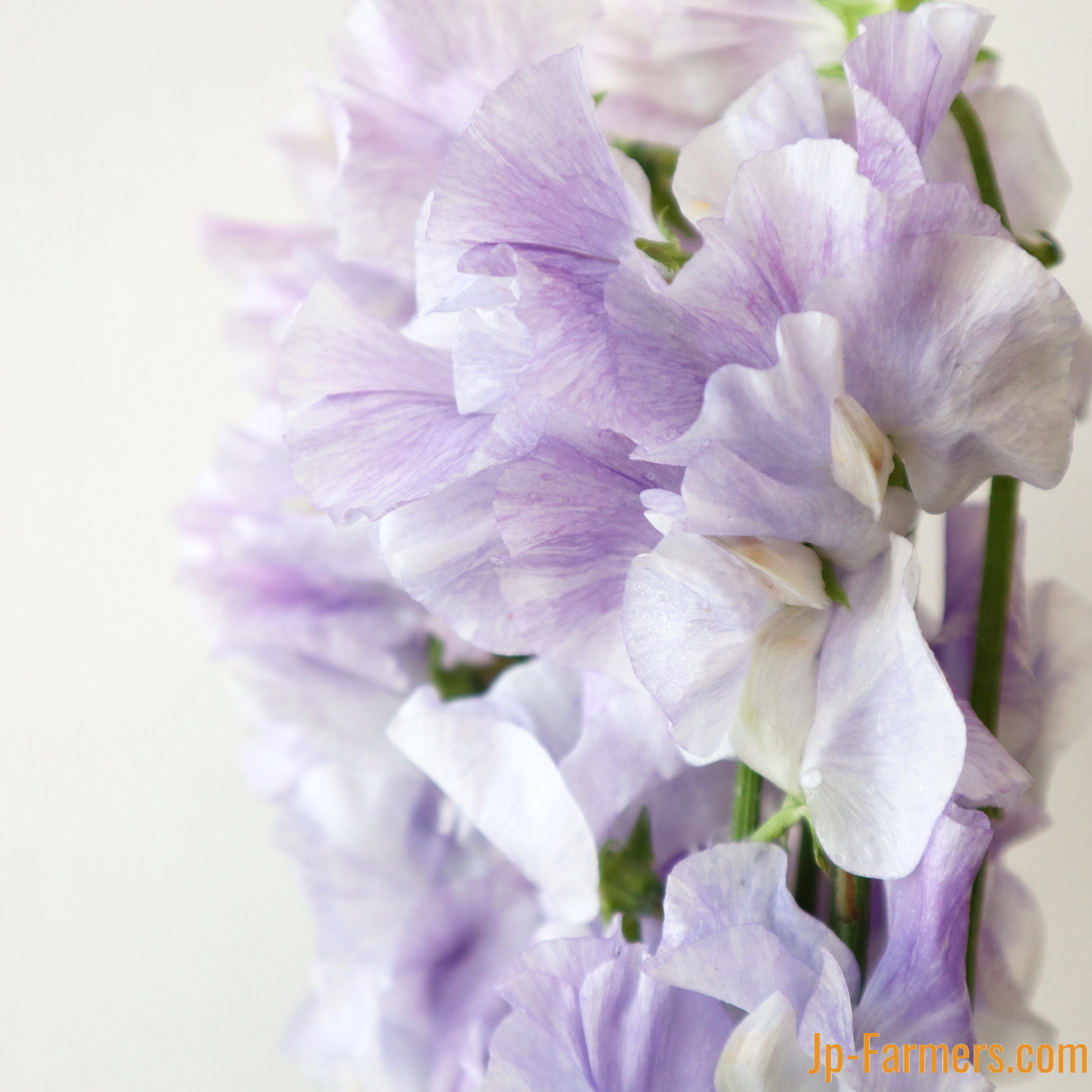 スイートピー 宮崎県オリジナル品種 藤かすみ 50本 | 新鮮お花問屋 Jp