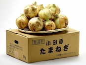 【新玉】下中玉ねぎ(5kg)