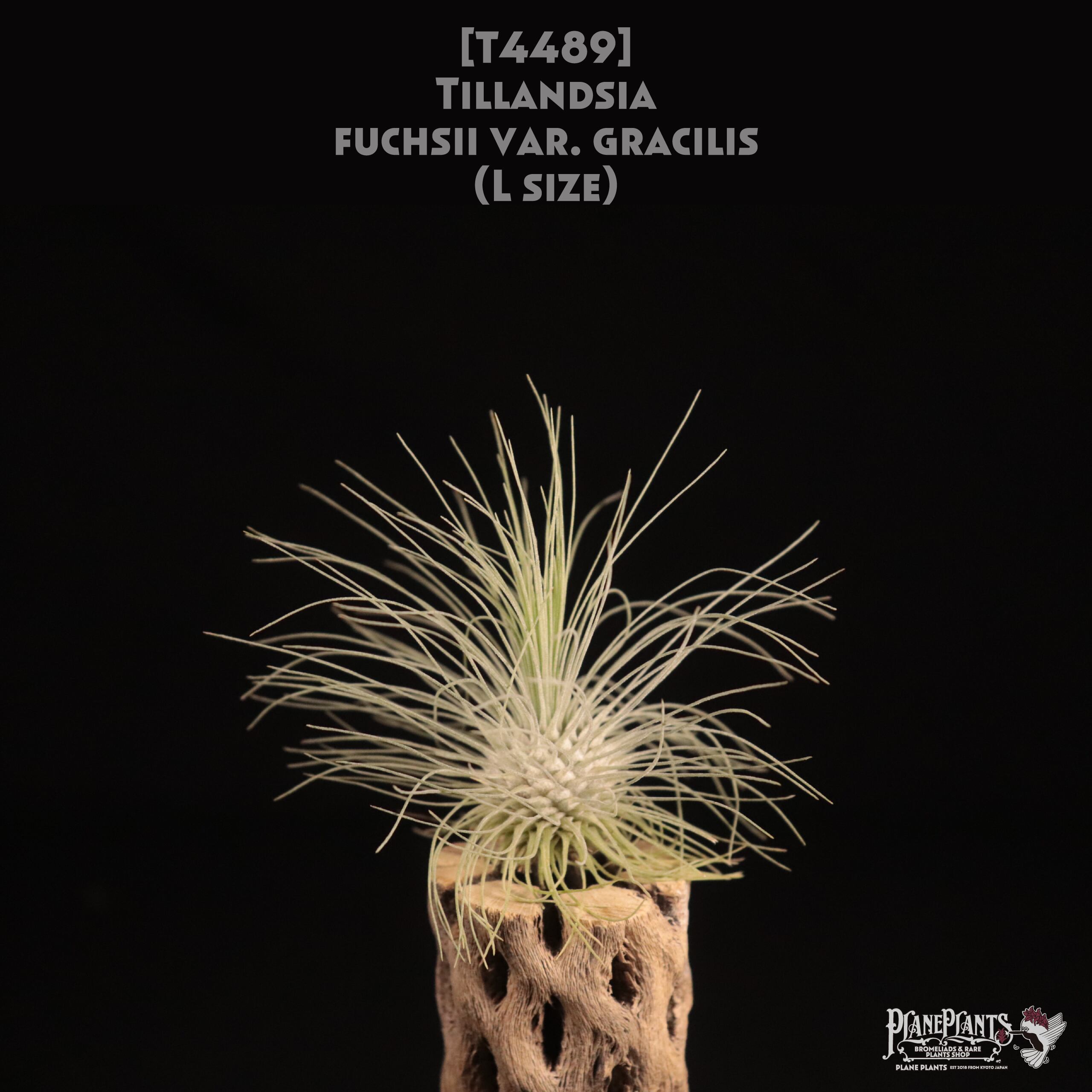 【送料無料】fuchsii var. gracilis L〔エアプランツ〕現品発送T4489