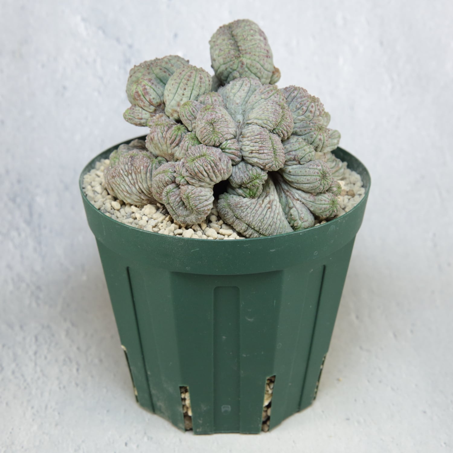 超厳選株】超大株 最大幅約11cm マルチヘッド 円扇綴化 オベサ