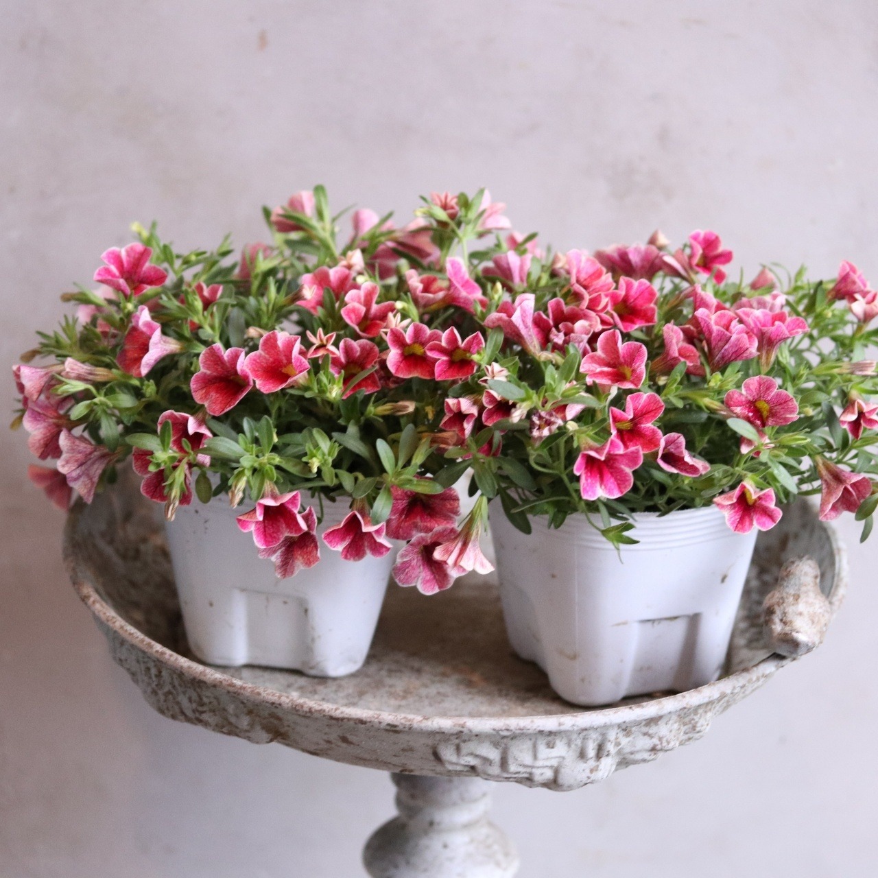 カリブラコア　スィーツ　チェリーレース　暑さに強い　寄せ植えにオススメ、１ポットで豪華