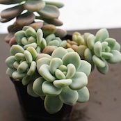 【PREMIUM】抜き苗 洛神 Graptosedum 'Luoshen'