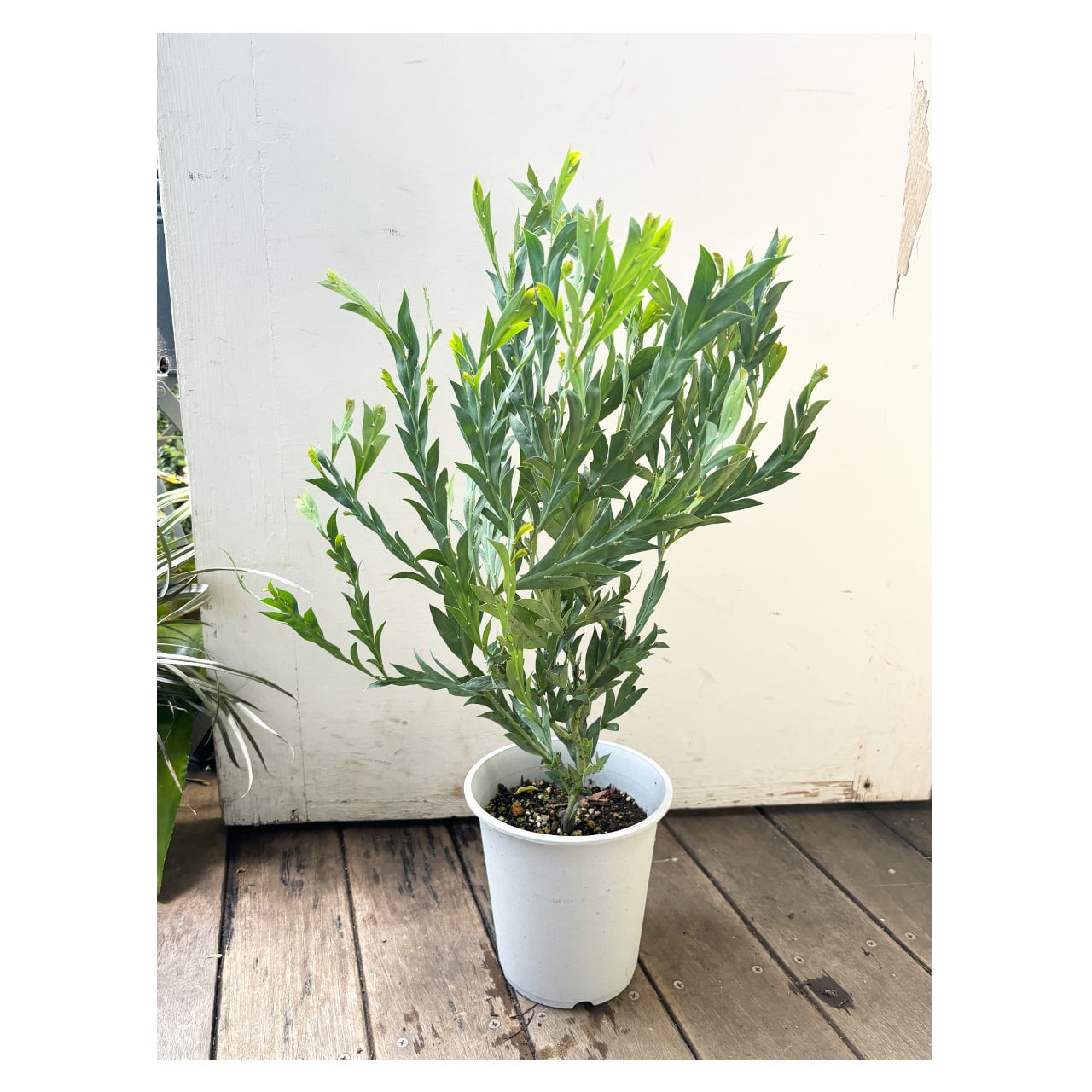 Acacia glaucoptera（Clay Wattle） | Seeding