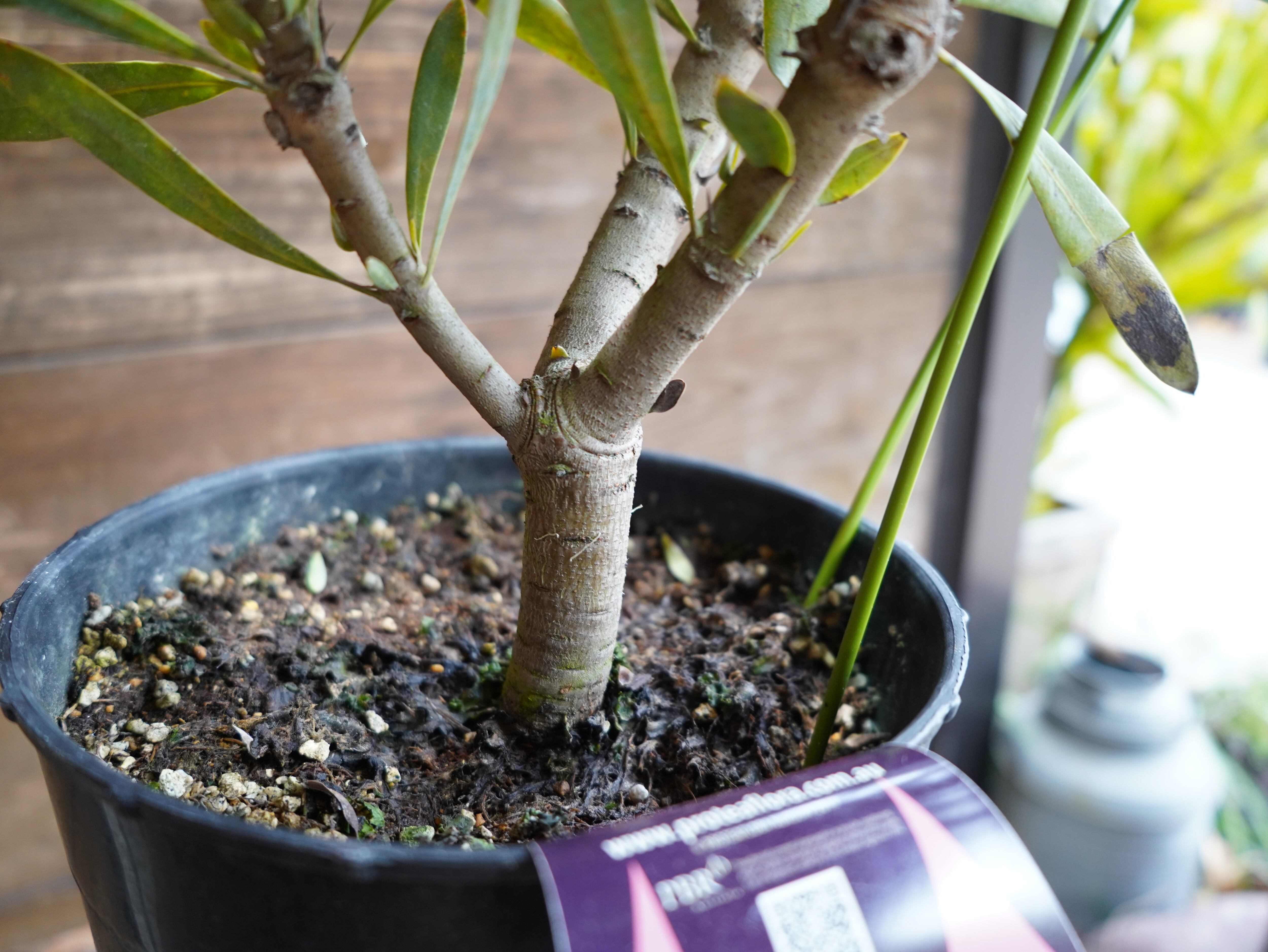 【現物】プロテア　”ポッサムマジック”