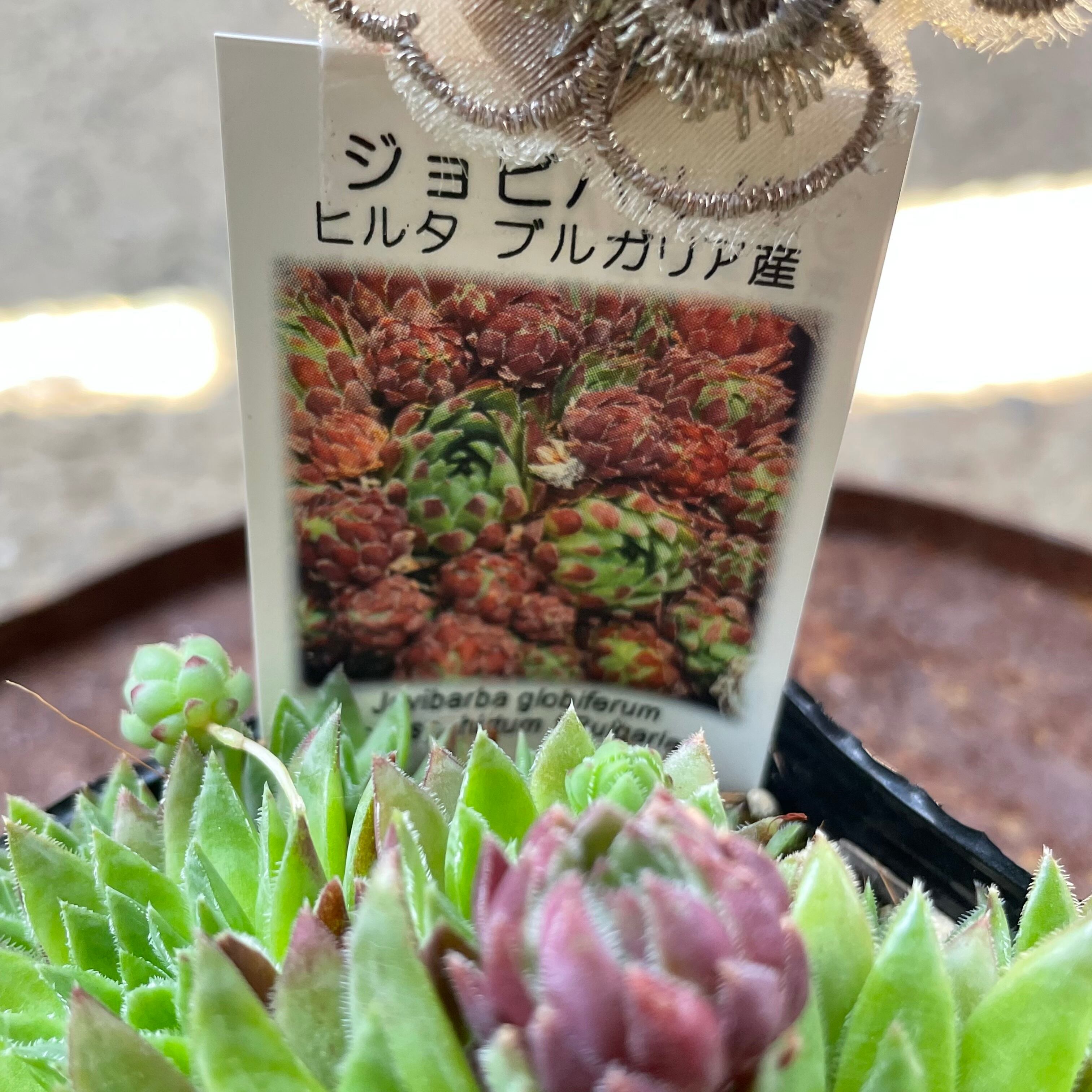 ジョビバルバ　ヒルタ　⑤ ジョビバルバ ヒルタ メチェク山地産 A : にじはなPlants - 通販