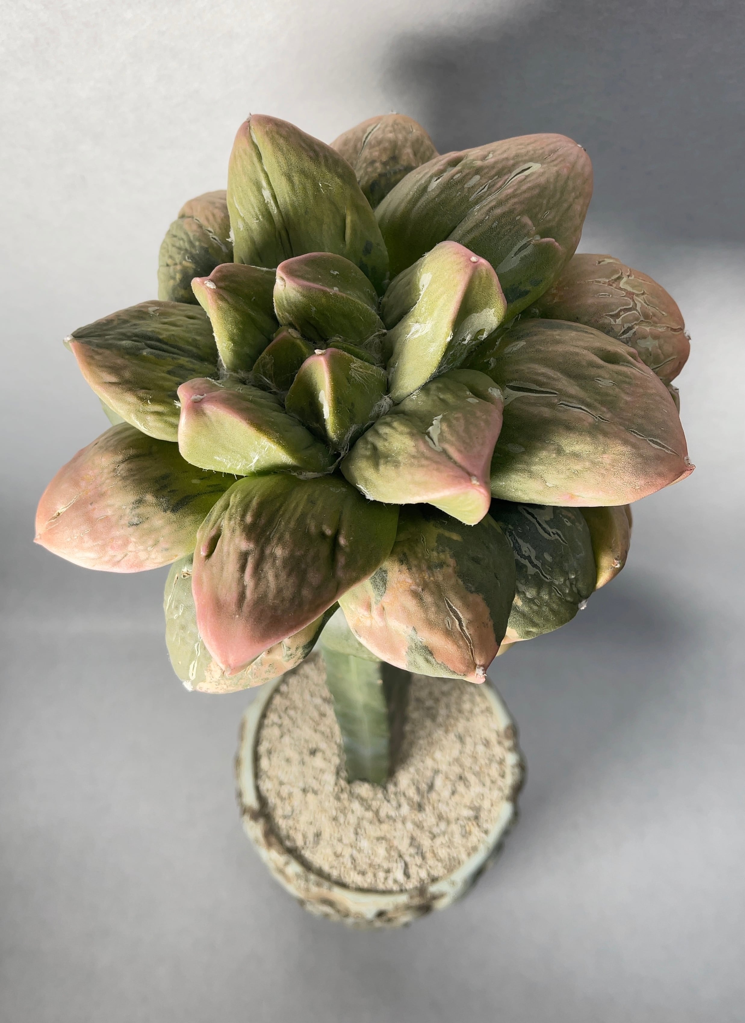 アリオカルプス・花牡丹錦 | trigger