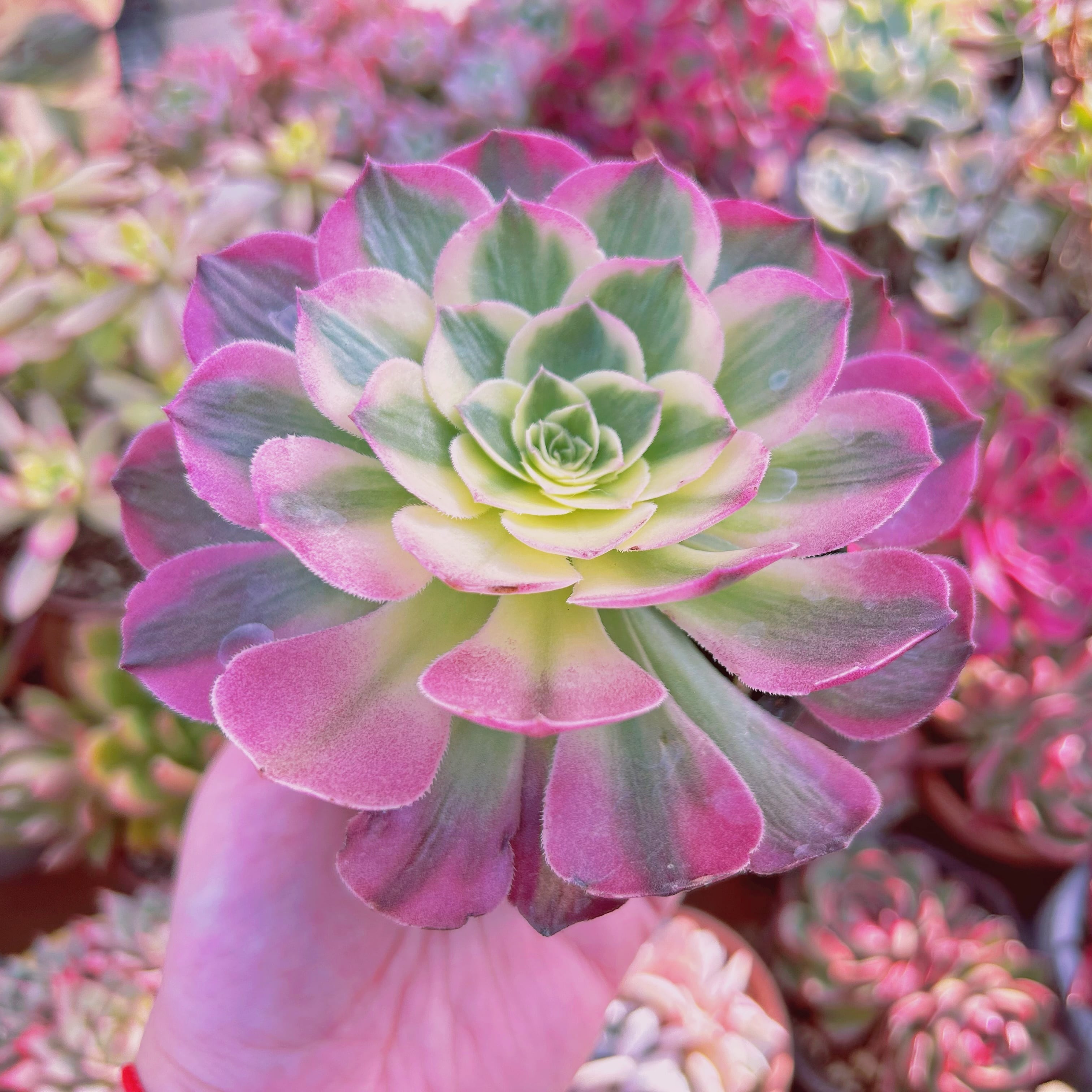 超希少 多肉植物 新品種 Aeonium 海王 | るる農園~多肉植物専門