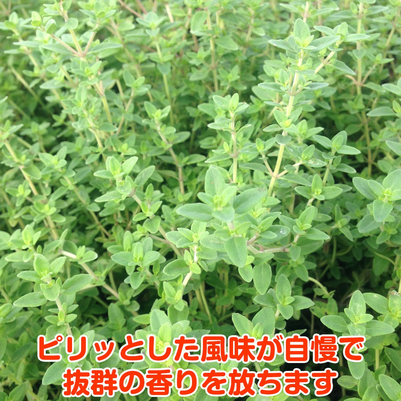 今年人気のブランド品や タイム ローズマリー苗 ハーブ 植物 観葉植物