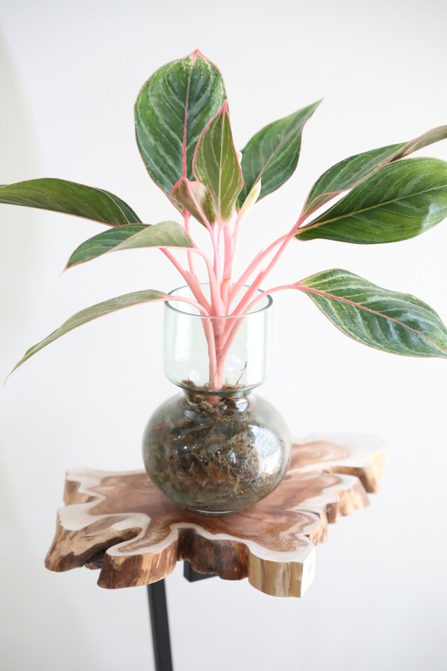 【希少】【M】アグラオネマ モンコンファイ　※【土不使用】