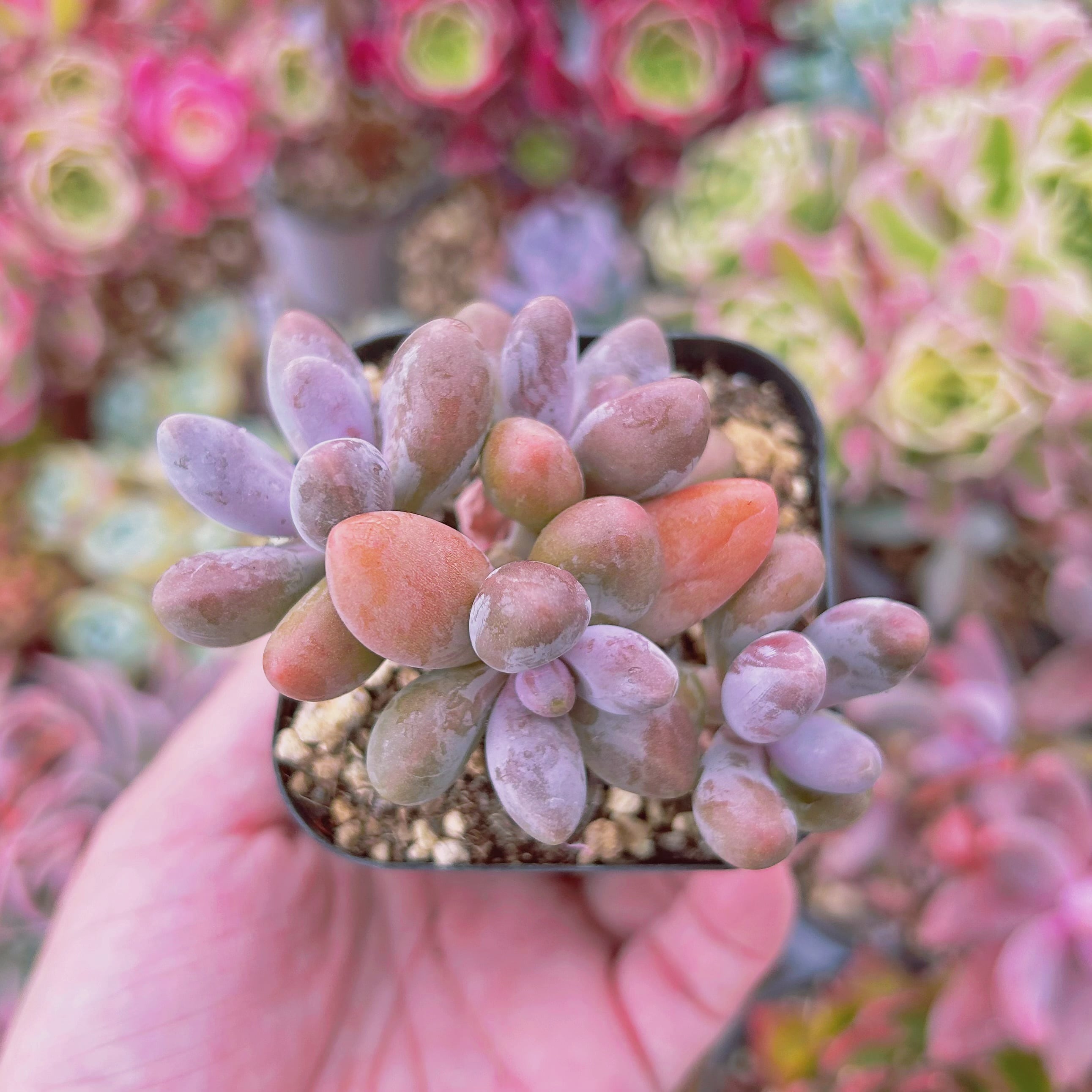 3014現物 多肉植物 キャンディパープル 抜き苗 | るる農園~多肉植物専門
