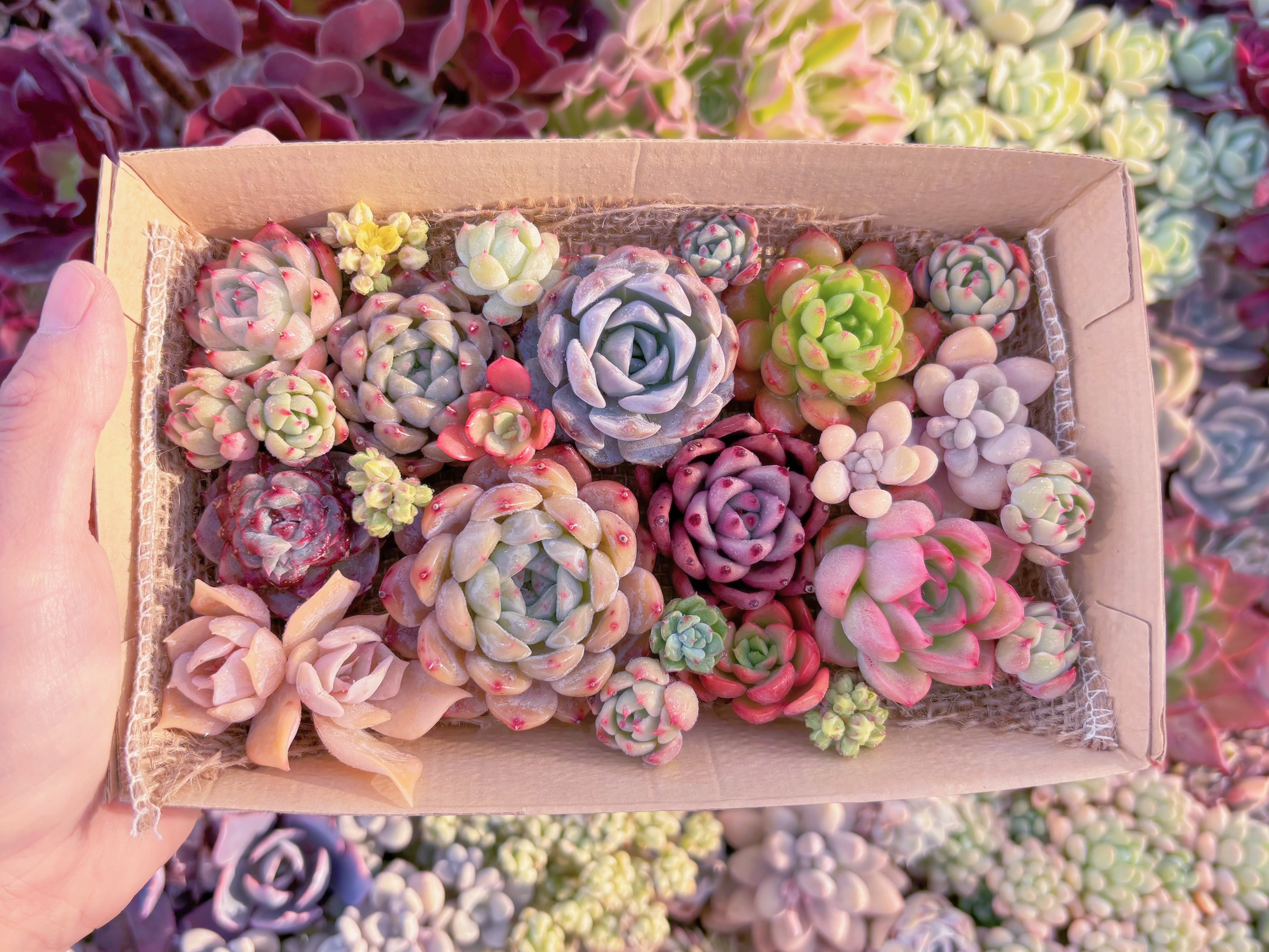 現品　寄せ植えセット#2215　12cmx20cm　るる農園