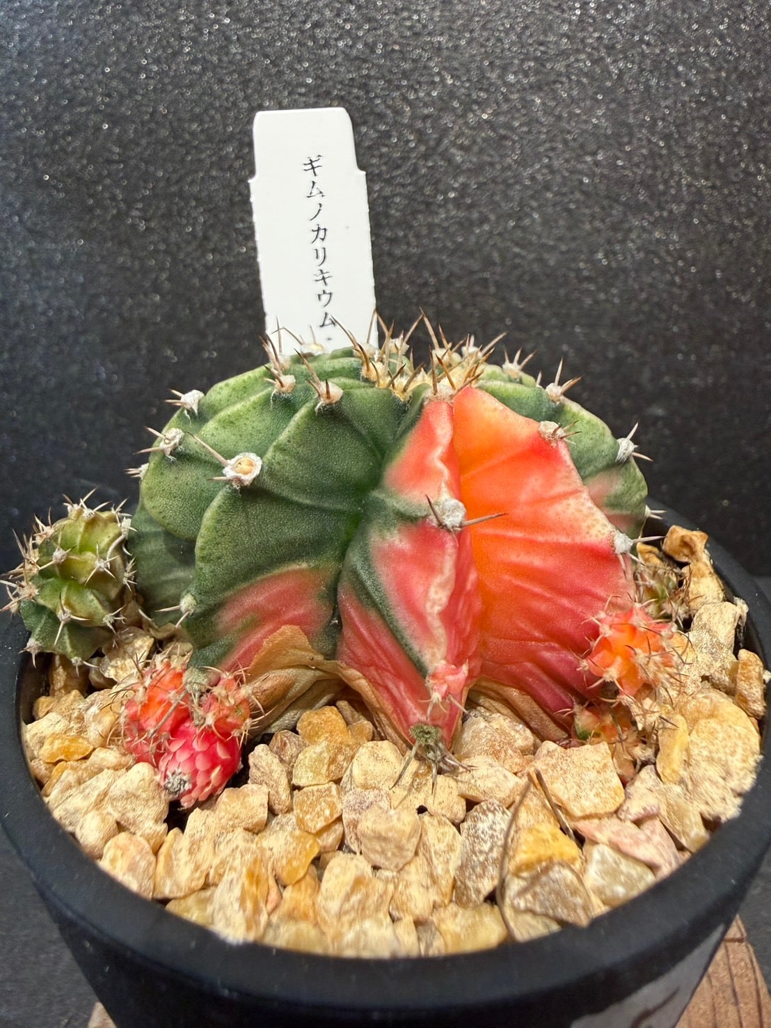ギムノカリキウム・ミハノビッチ 緋牡丹錦 3号 ⑤～⑧ | 観葉植物と