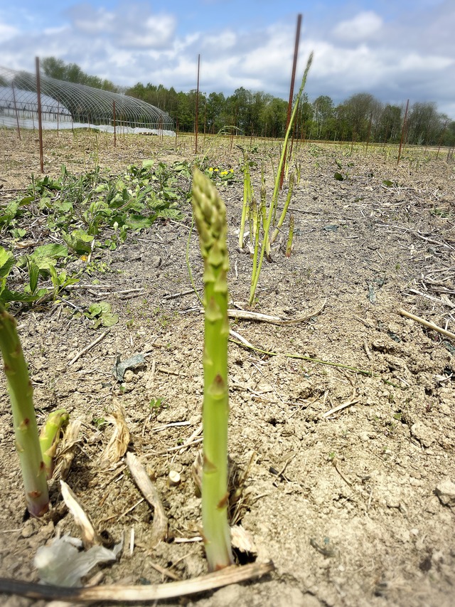 ギフトに人気！1ｋｇ特選アスパラ！食べごたえあり！※発送は５月～