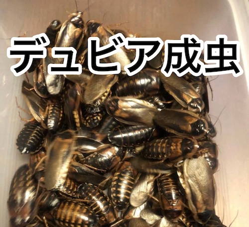 デュビア成虫　オス  300匹