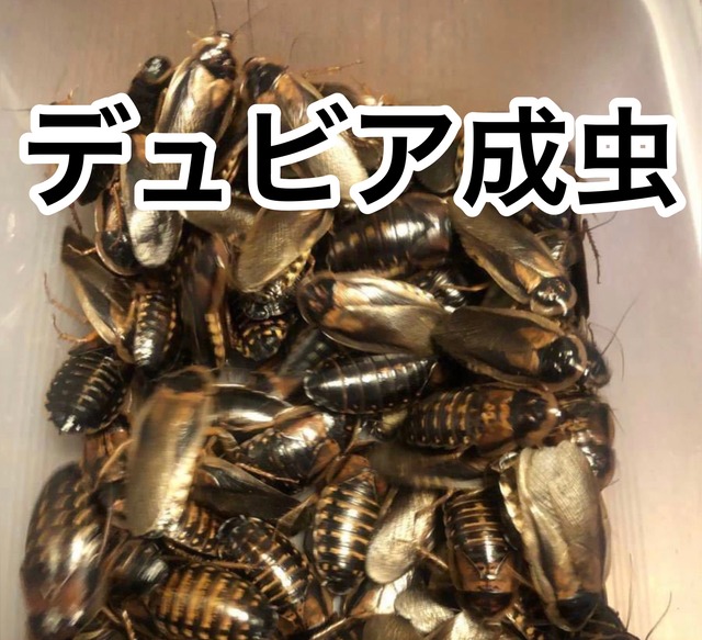デュビア成虫　オス  100匹