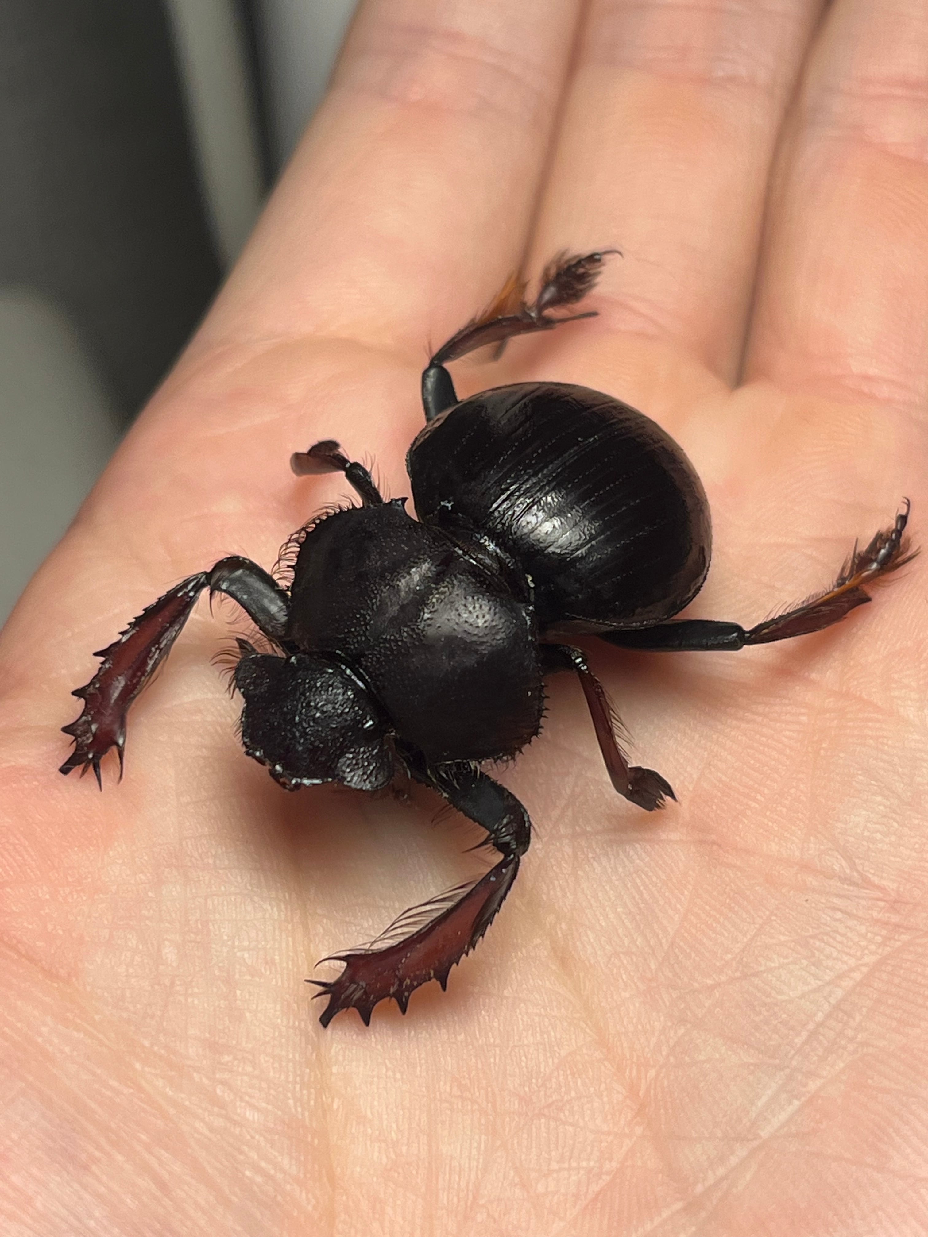 属内最大種】Pachysoma rodriguesiアカアシタマオシハネナシタマオシ