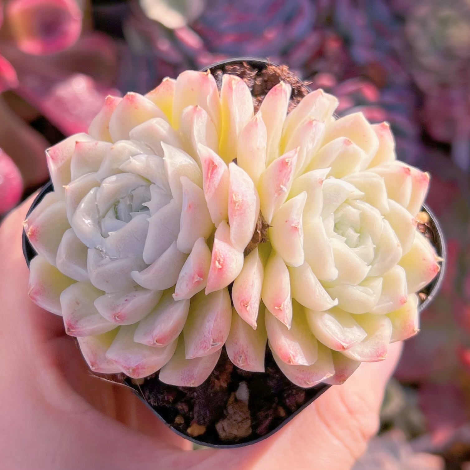 現品　ヒューミリス#246    群生　るる農園