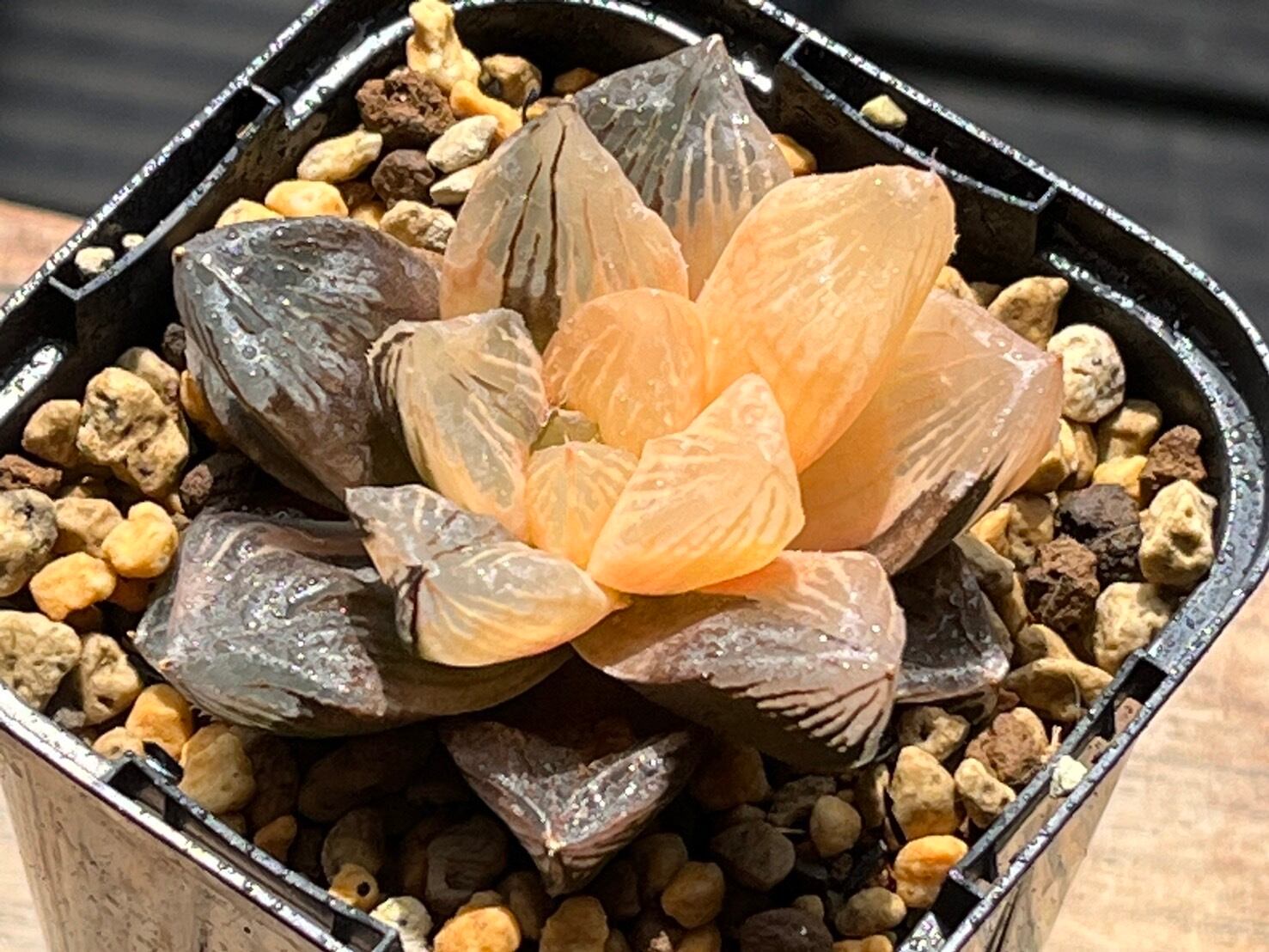 ハオルチア 巨大紫 大紫オブツーサ錦 極上班 | mocono_plants_shop