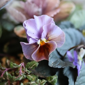 冬から春に楽しむ寄せ植え　和モダンビオラとシックなハボタンとバスタブの寄せ植え　届いてすぐ玄関に飾れる 　プレゼントにもオススメ　