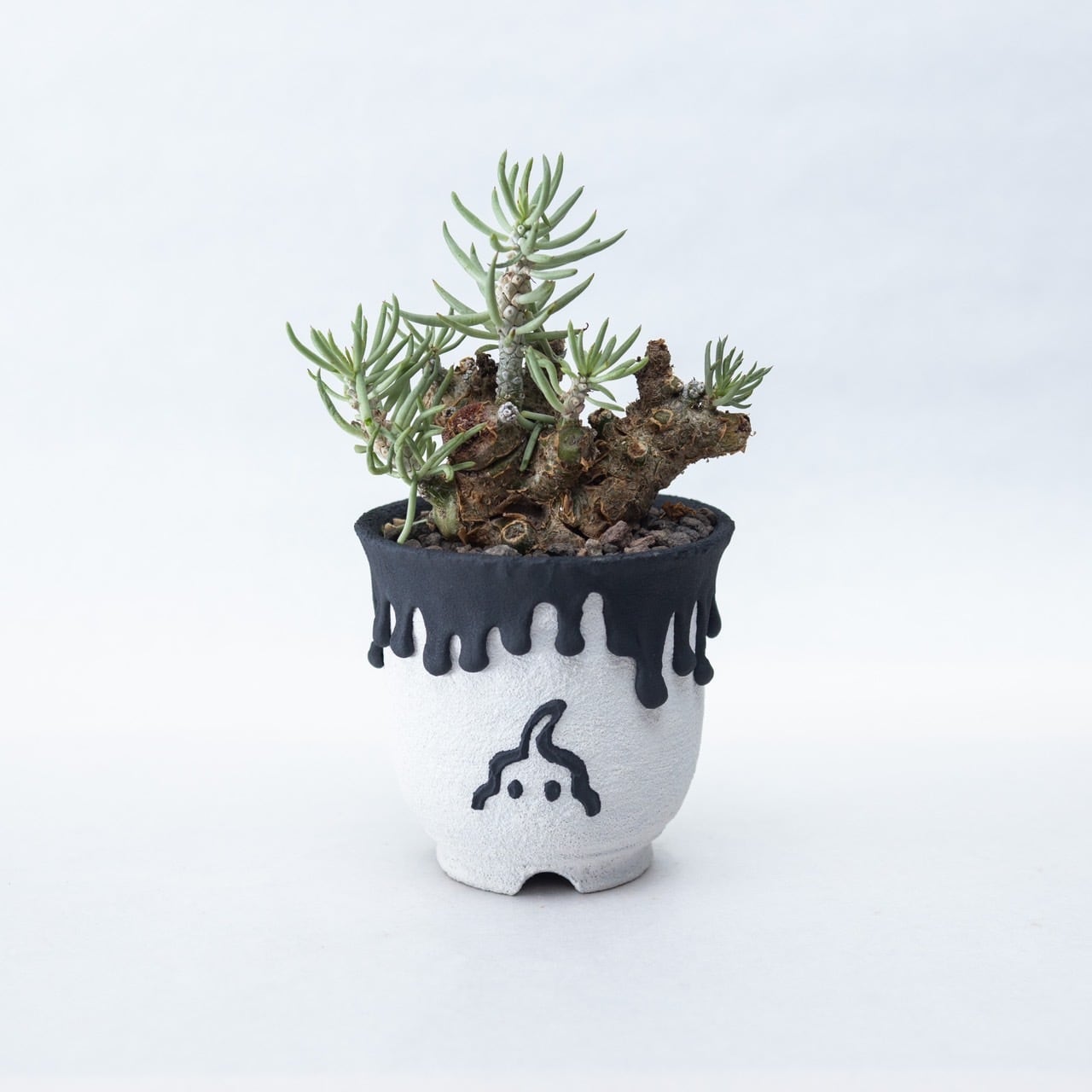 チレコドン | 青坊主-aobouzu-