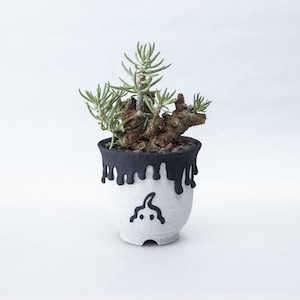 Tylecodon pearsonii × left botanical【ウンコちゃんの家具屋さんおかげ様で20周年記念鉢】チレコドン ペアルソニー 白象