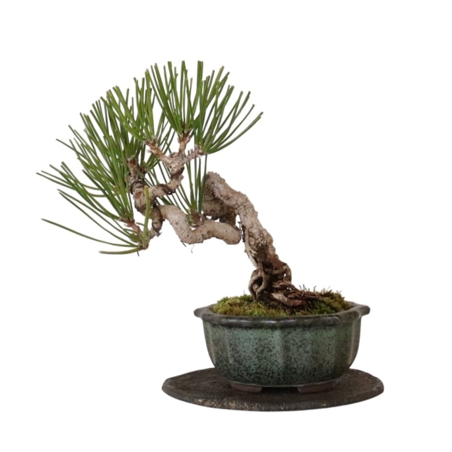 根上り黒松盆栽 | 盆栽工房WABI