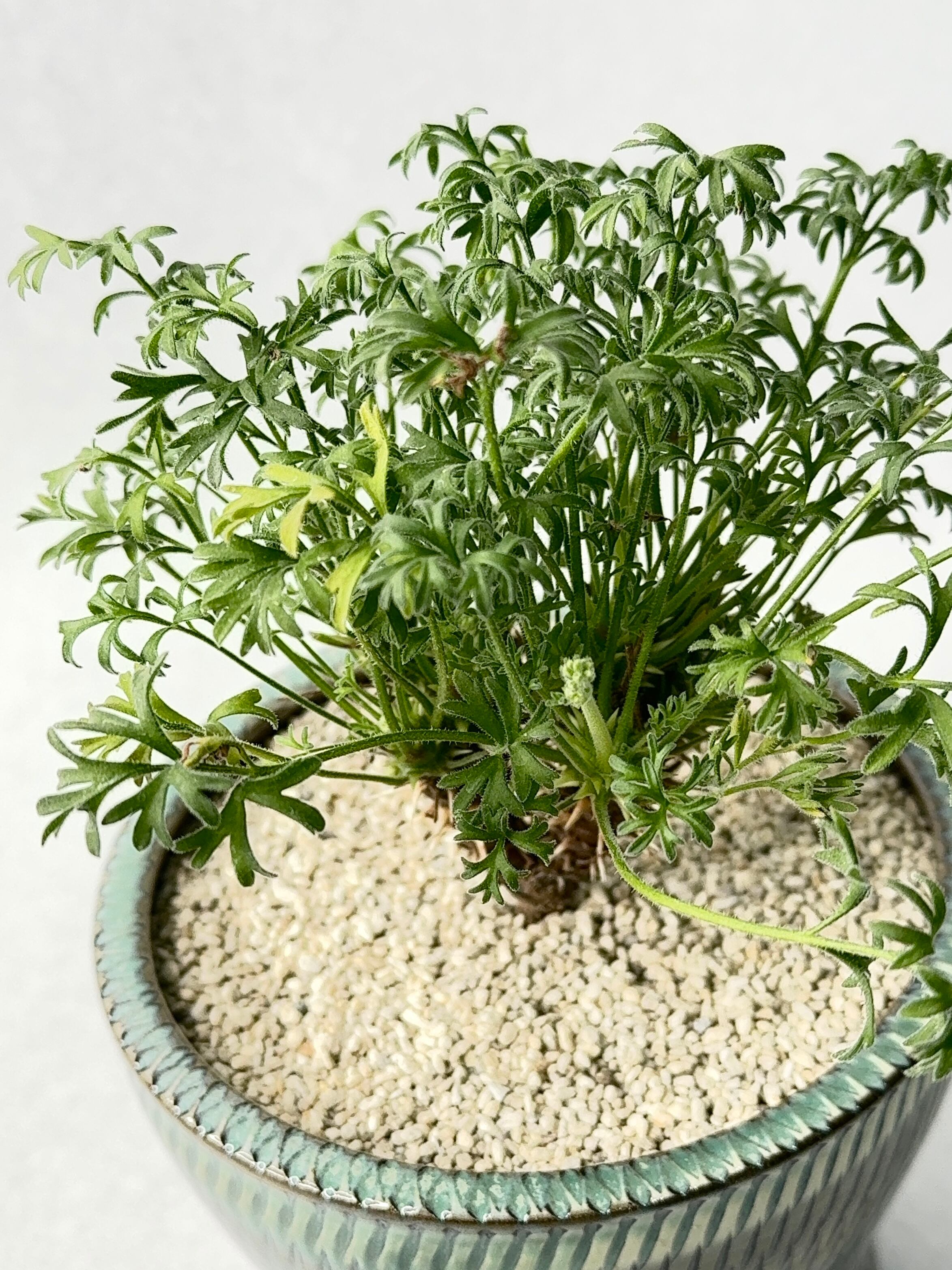 ペラルゴニウム・ヒストリクス | trigger