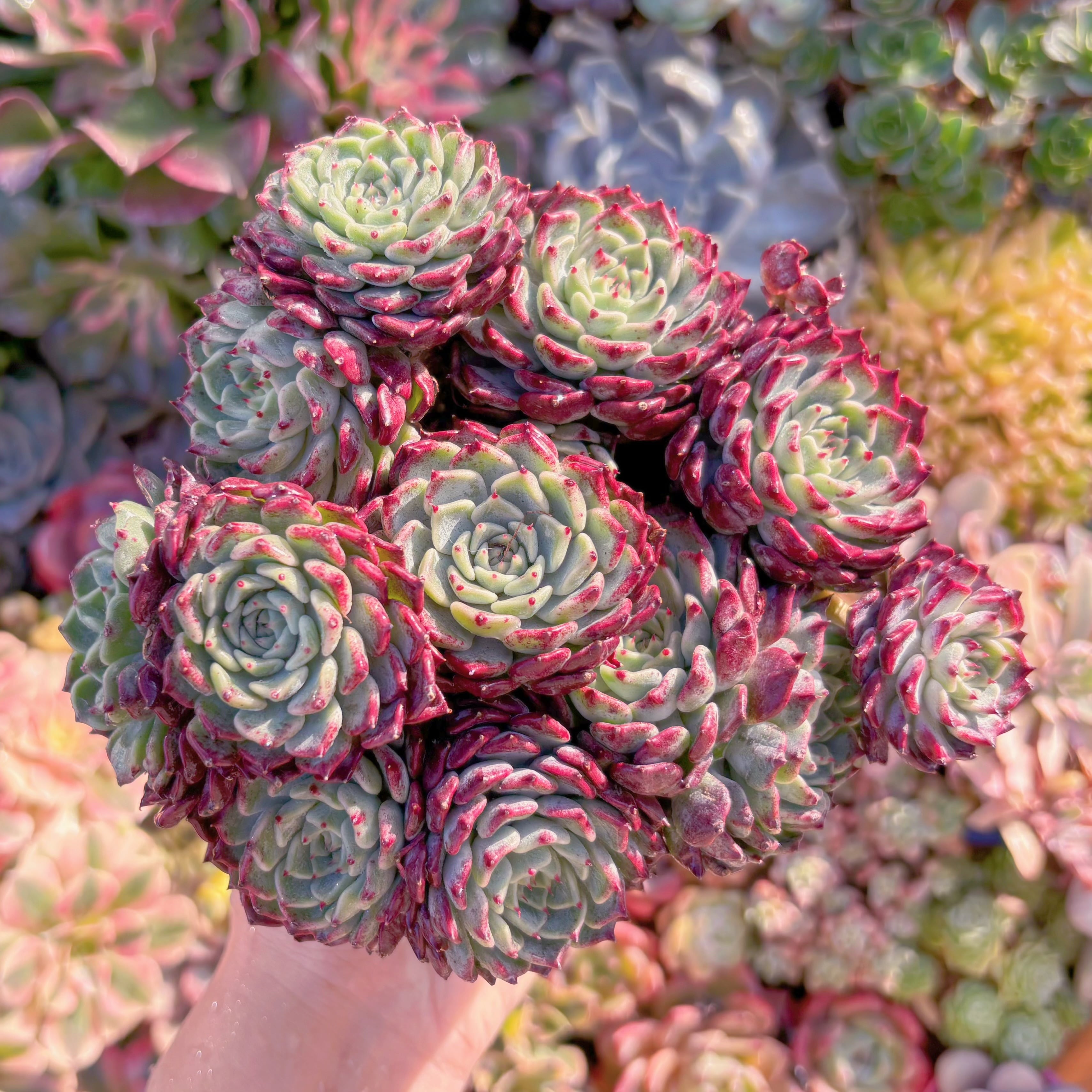 現品　沙羅姫牡丹#C50　特大群生　新入荷　るる農園