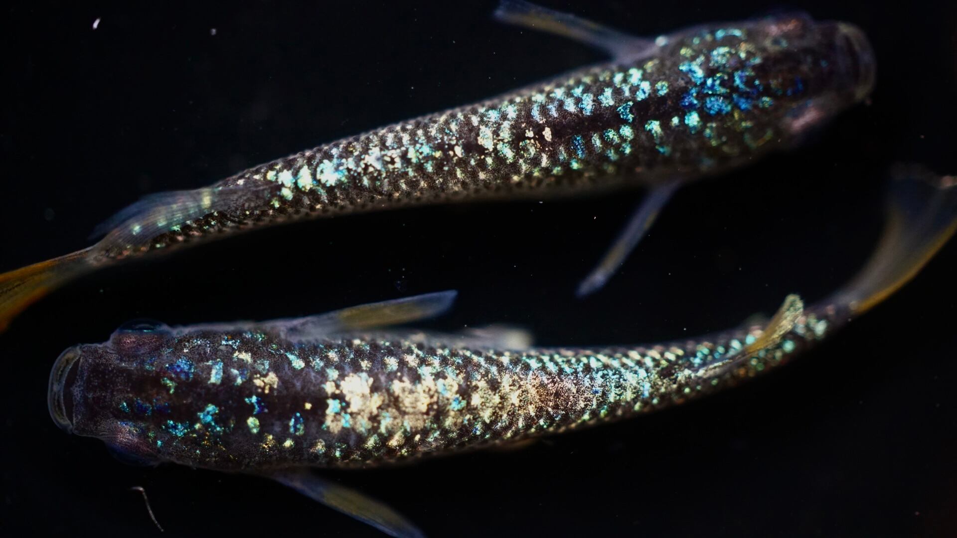 夢中メダカ】極上【令和黒ラメ幹之サファイア系】1ペア＋オス 種親クラス