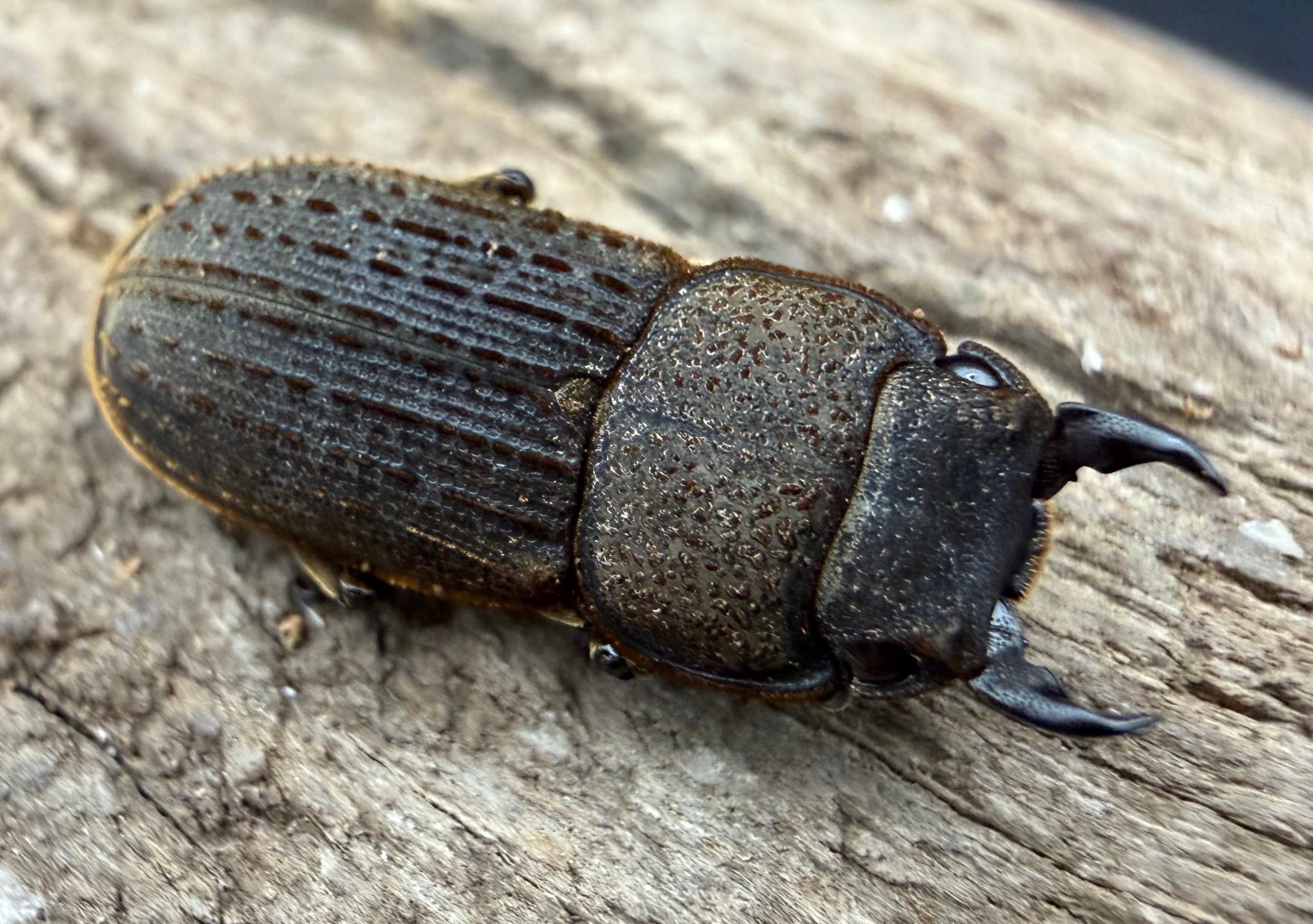 豪州産 カタハリクワガタ 18mm 豪州産 カタハリクワガタ 18mm