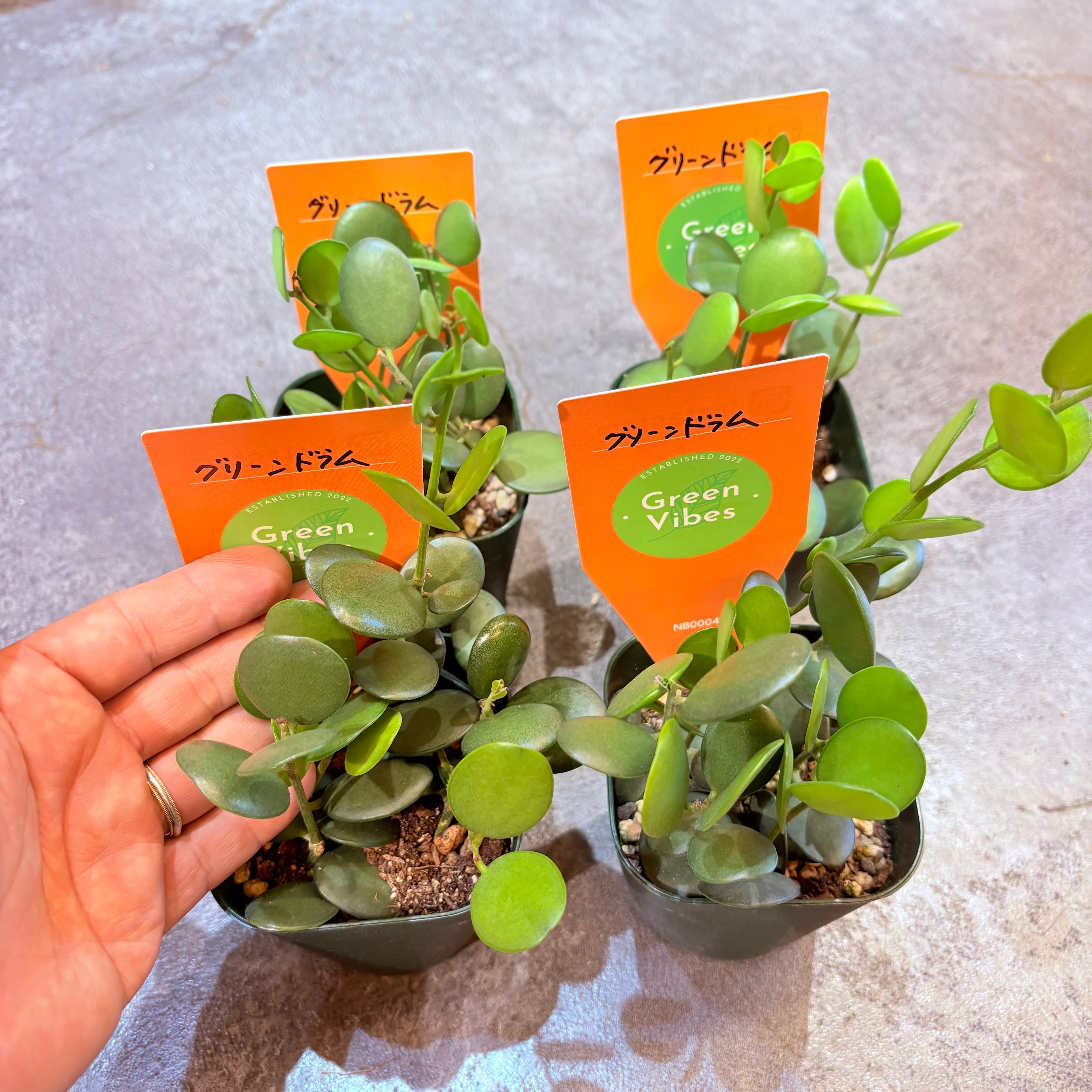 荒木植物園 AOPF.JP 5号鉢 アンスリウム ルクスリアンス×ラディカンス 荒木植物園 AOPF.JP 5号鉢 アンスリウム ルクスリアンス×ラディカンス