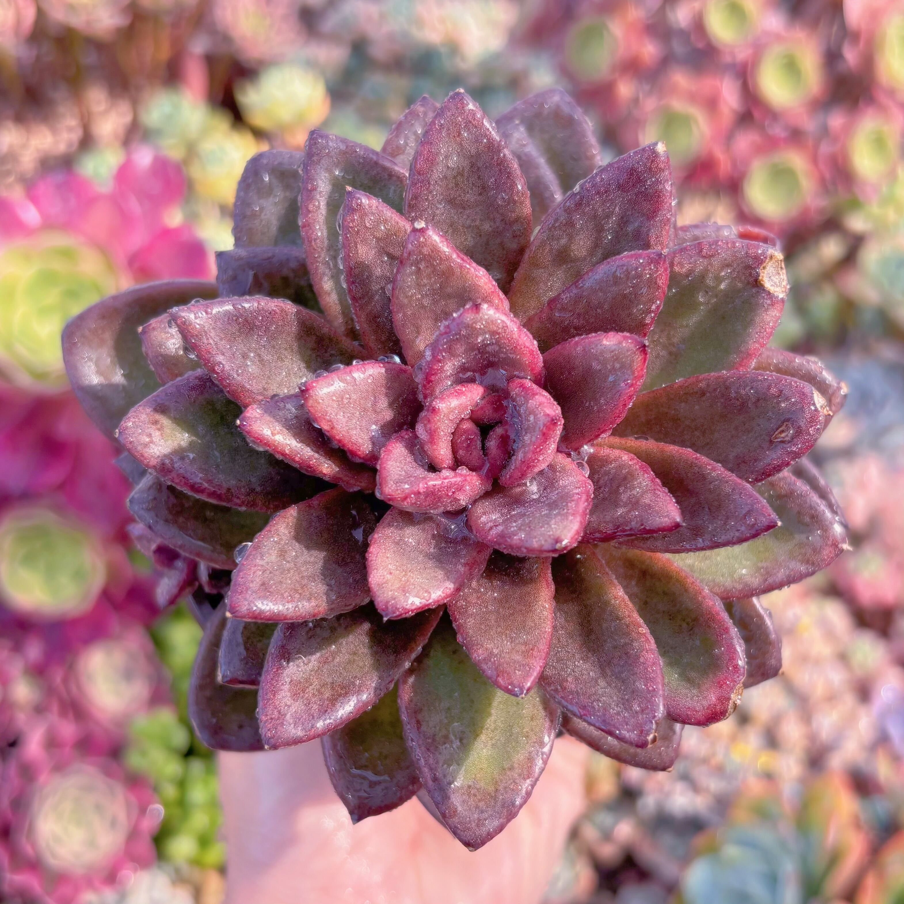 現品　パープルローズ#B45　大苗　るる農園