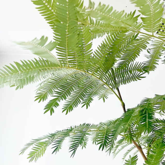 【Premium Plants】エバーフレッシュ ネムノキ 観葉植物 calm cafe