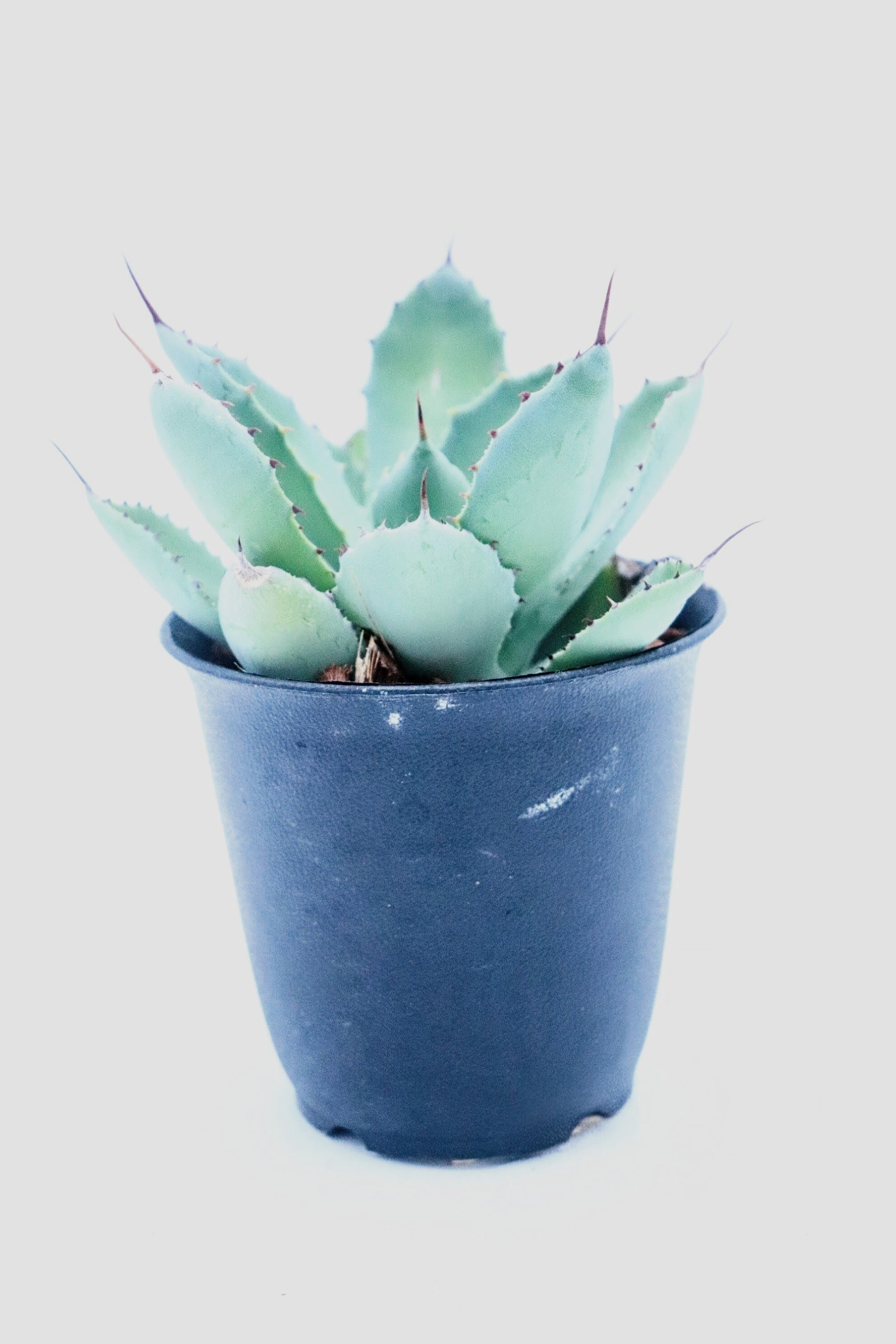 多肉植物 シャネル アエオニウム 美苗 #1 | PAY ID