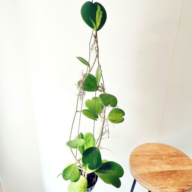 希少品種ホヤコレクション：Hoya kerrii Inner Variegata（ホヤ・ケリー インナーバリエガータ）｜太陽園芸 × calm cafe