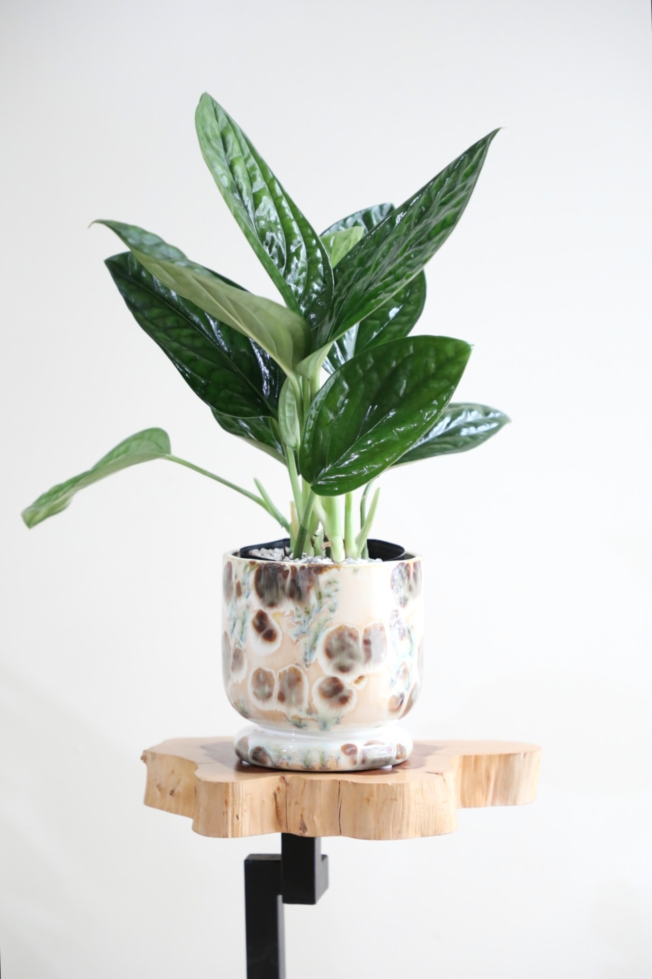 【S】モンステラ ジェイド シャルトコック/Monstera Jade Shuttlecock ※陶器鉢カバー付き