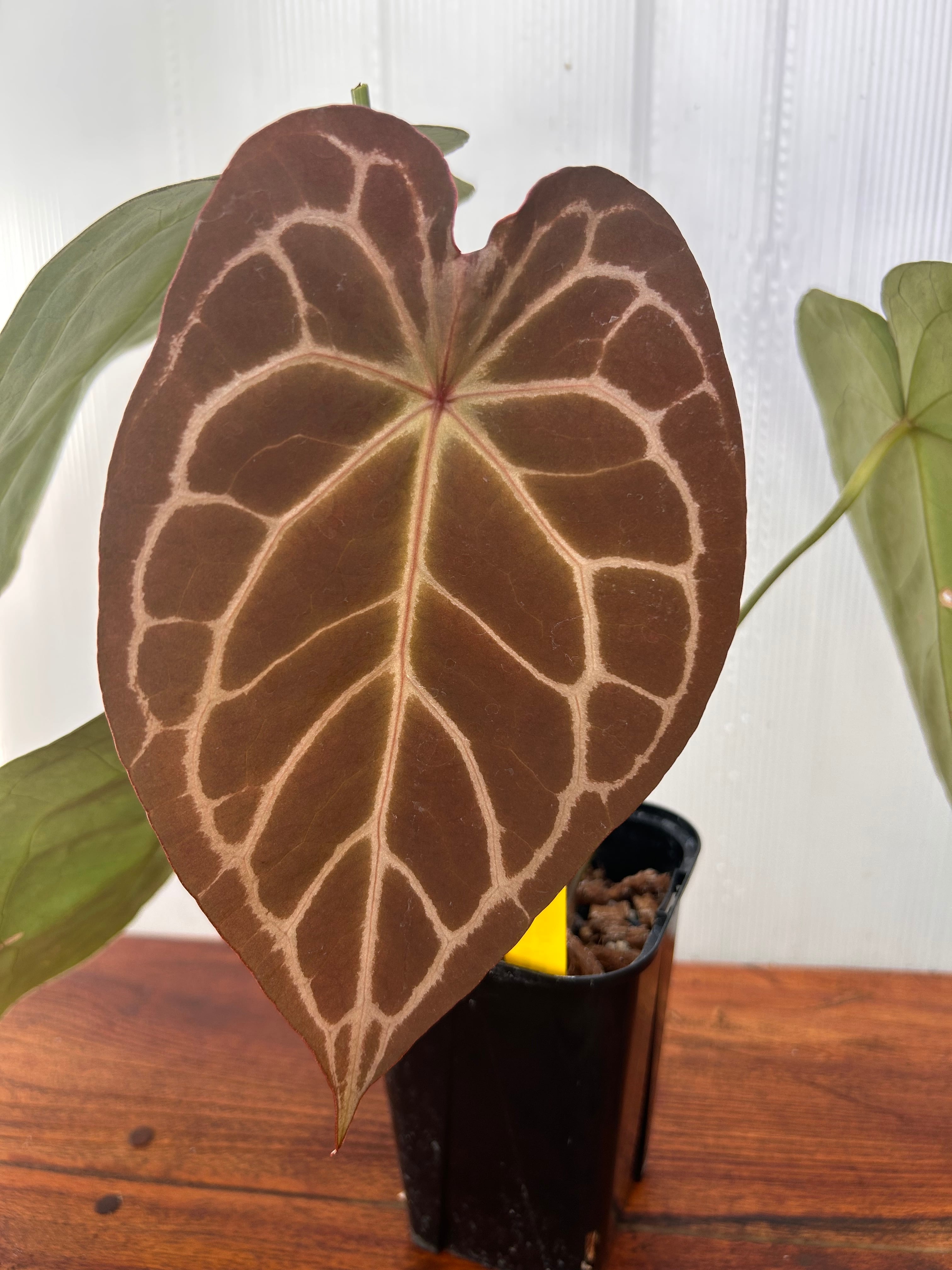 Anthurium | BALI-AN 園芸