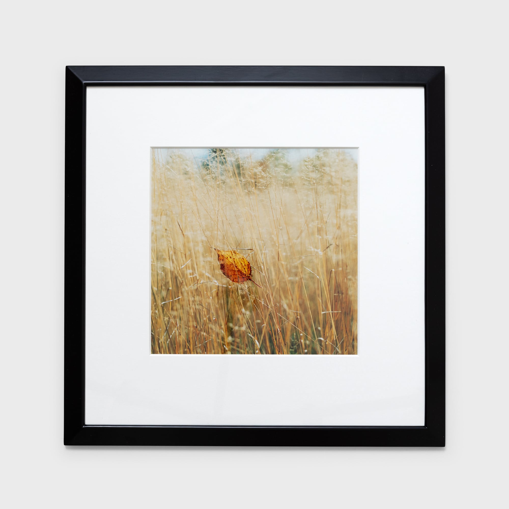 前田真三額装写真「秋の彩り」黒木額〈展示品〉 | 拓真館 TAKUSHINKAN